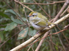 Pteruthius intermedius