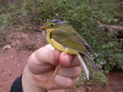 Phylloscopus valentini