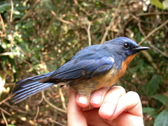 Cyornis