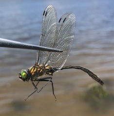 Cordulia aenea amurensis