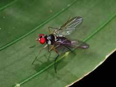 Tanypezidae