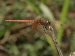 Trithemis pluvialis