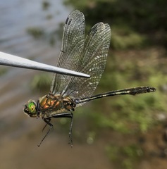 Cordulia aenea amurensis
