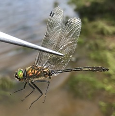 Cordulia aenea amurensis