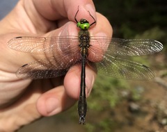Cordulia aenea amurensis