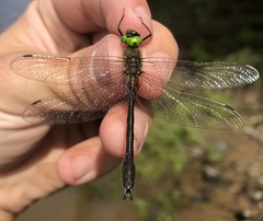Cordulia aenea amurensis