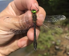 Cordulia aenea amurensis
