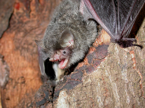 Scully's tube-nosed bat (Murina tubinaris) — Data Deficient Mammalia