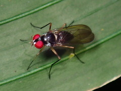 Tanypezidae