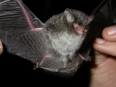Scully's Tube-Nosed Bat photo 2