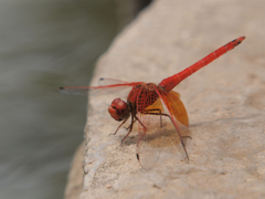 Trithemis kirbyi