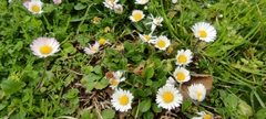Bellis perennis