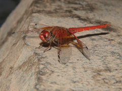 Trithemis kirbyi