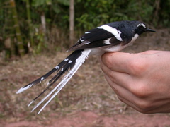 Enicurus schistaceus