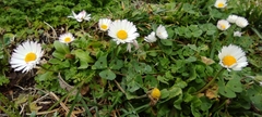 Bellis perennis