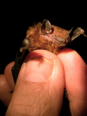 Tylonycteris fulvida