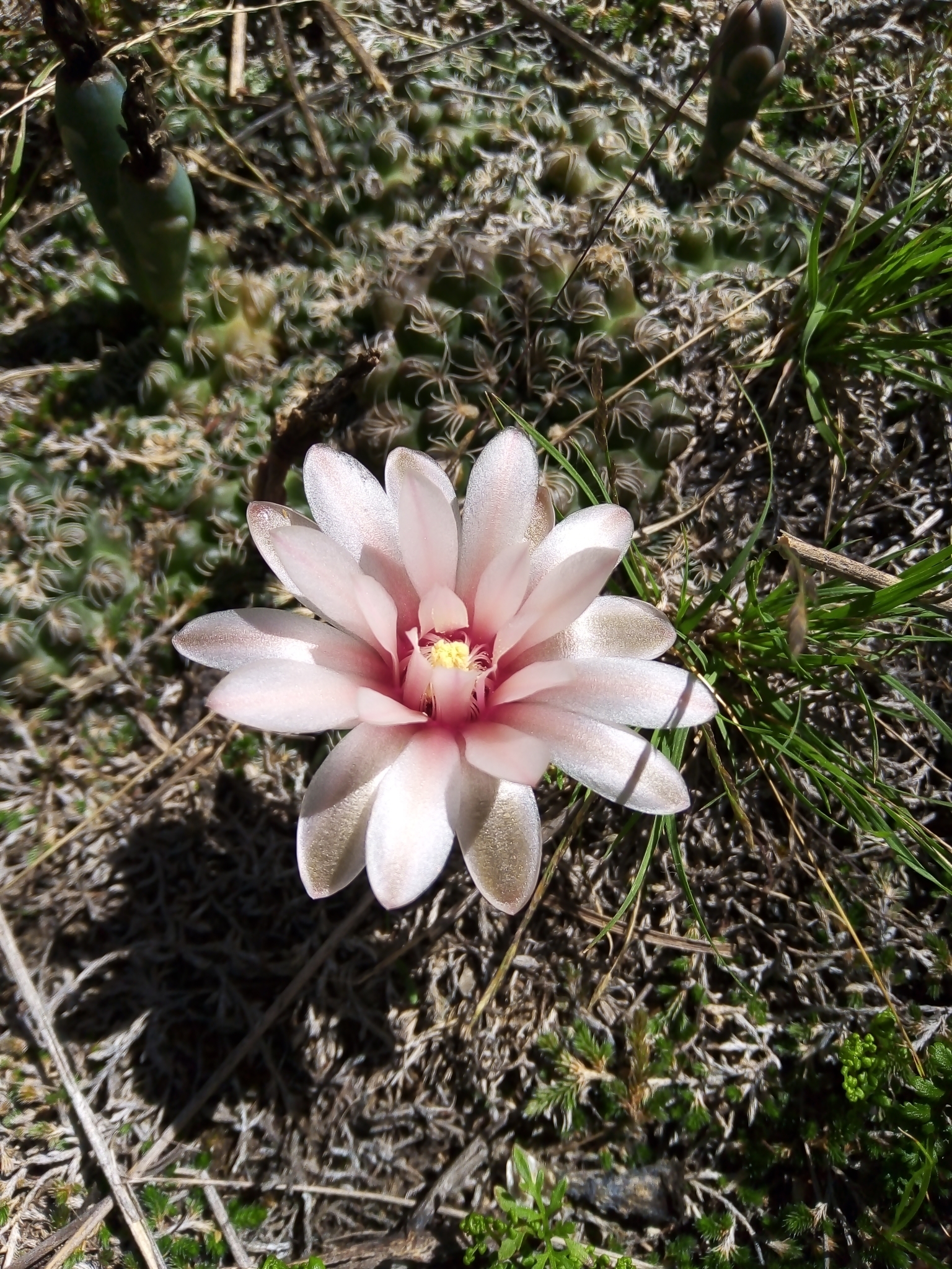 Gymnocalycium calochlorum