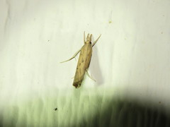 Fissicrambus intermedius