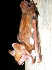Scotomanes ornatus