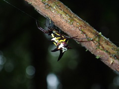 Micrathena raimondi