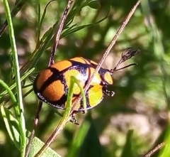 Botanochara decempustulata