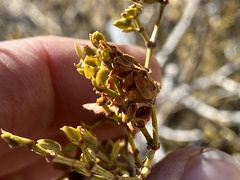 Asphondylia digitata