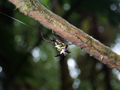 Micrathena raimondi