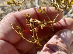 Asphondylia digitata