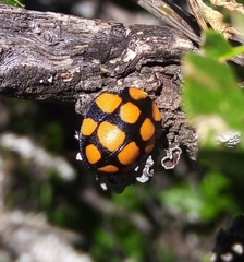 Botanochara decempustulata