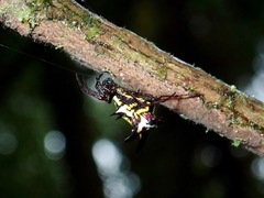 Micrathena raimondi