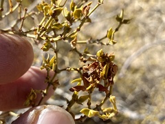 Asphondylia digitata