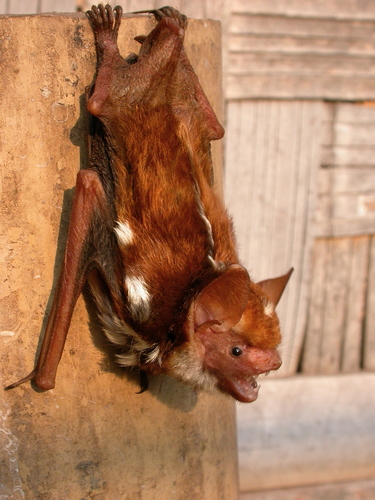 Harlequin Bat (Scotomanes ornatus) — Least Concern Mammalia