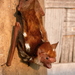 Harlequin Bat - Photo (c) Manuel Ruedi, some rights reserved (CC BY-NC), uploaded by Manuel Ruedi