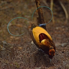 Cicinnurus magnificus