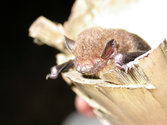 Tylonycteris fulvida