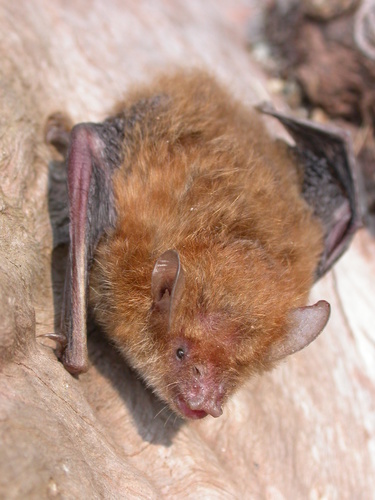 Annamite Tube-nosed Bat (Murina annamitica) — Least Concern Mammalia