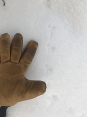 Clethrionomys gapperi