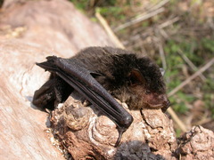 Myotis indochinensis