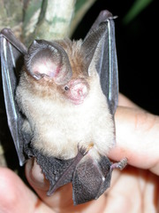 Hipposideros pomona