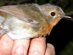 Cyornis whitei