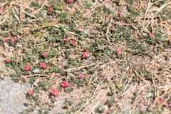 Indigofera linnaei