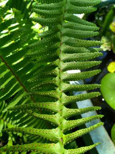 Nephrolepis cordifolia