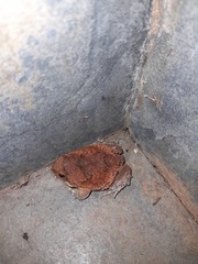 Physalaemus nattereri