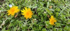 Taraxacum