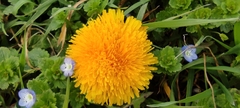 Taraxacum