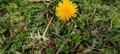 Taraxacum
