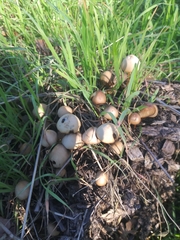 Fungi
