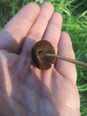 Fungi