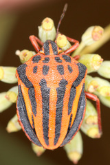 Graphosoma interruptum