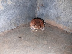 Physalaemus nattereri